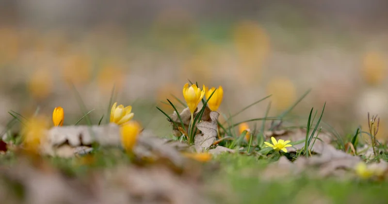 Kırklareli nde bahar renkleri Istranca ormanlarını süsledi