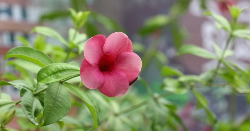 Üçüncü Cemre tarihi: Baharın habercisi son Cemre toprağa düştü mü, ne zaman, hangi gün düşecek?