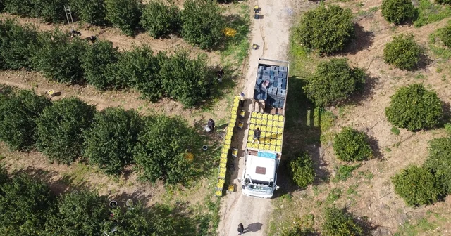 Dikenli limon üreticinin yüzünü güldürdü Adana Haberleri