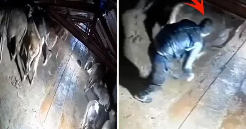 Dehşete düşüren görüntü Kars tan: Besici zamanında yetişemese yanmıştı