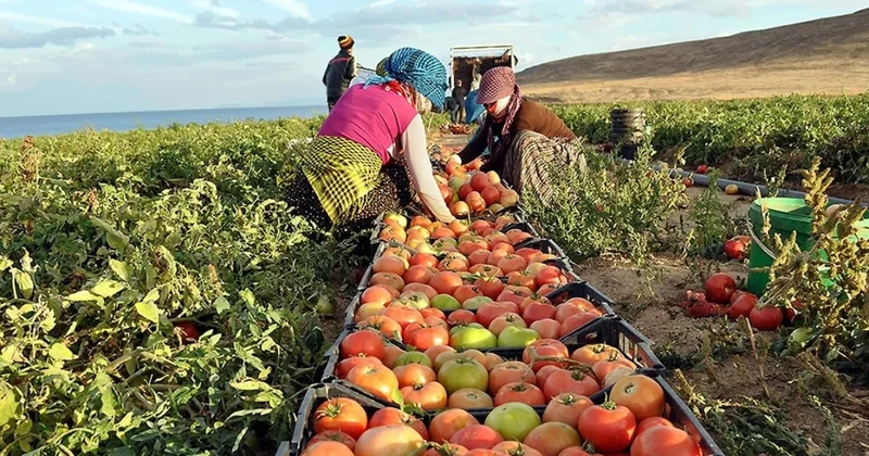 Çiftçiden 10 liraya alıyorlar halka 50 liraya satıyorlar Sözcü Gazetesi