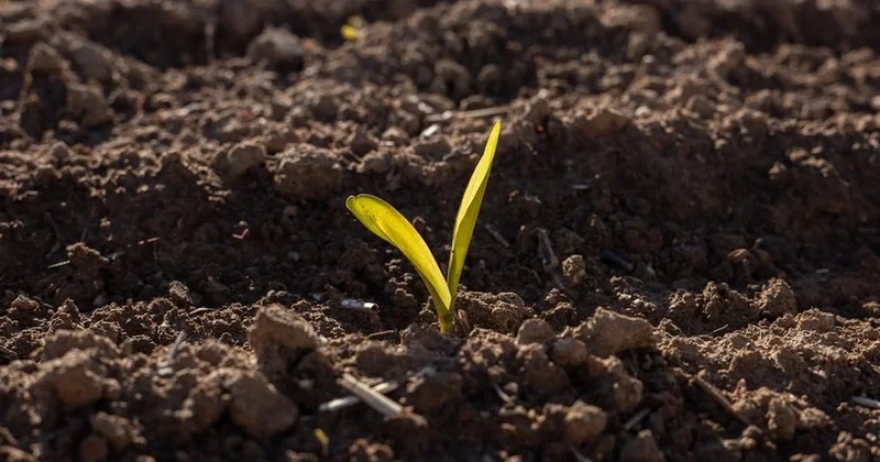 Antik çağın yeşil altını Anadolu’da uyandı: Sezar’ın hazinesi artık Türkiye’de Sözcü Gazetesi