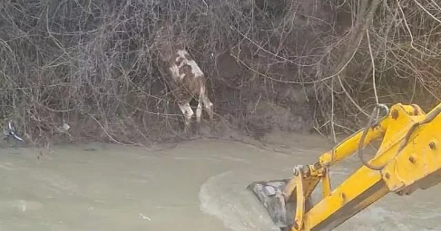 Dereye düşen buzağıyı köylüler kurtardı Bolu Haberleri