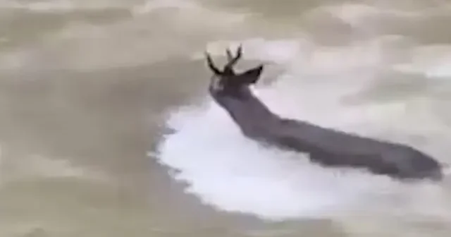 Karacanın çaydan zorlu geçişi kamerada VİDEO İZLE