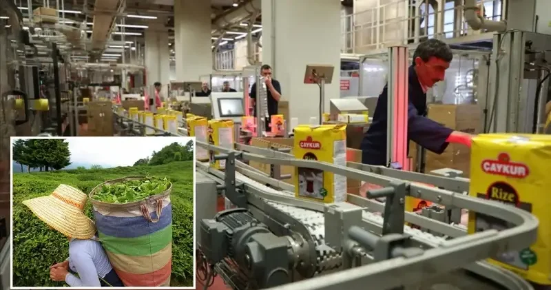 ÇAYKUR da geçici işçiler sözleşmeli personel olabilecek Türkiye Ekonomisi Haberleri