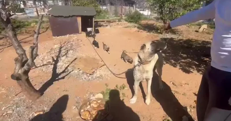 Dövüş köpeği üretip yavruların kulaklarını kesen işletmeye 323 bin TL ceza