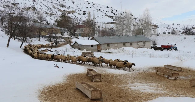 Erzincan da küçükbaş hayvancılığa destek projesi için başvurular başladı Erzincan Haberleri