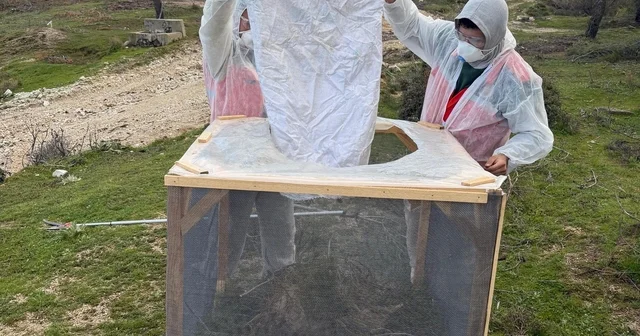 Aydın ormanlarında çam kese böceğine karşı kapsamlı mücadele Çine Orman İşletme Şefliği nden böceğe karşı tel kafes uygulaması Aydın Haberleri