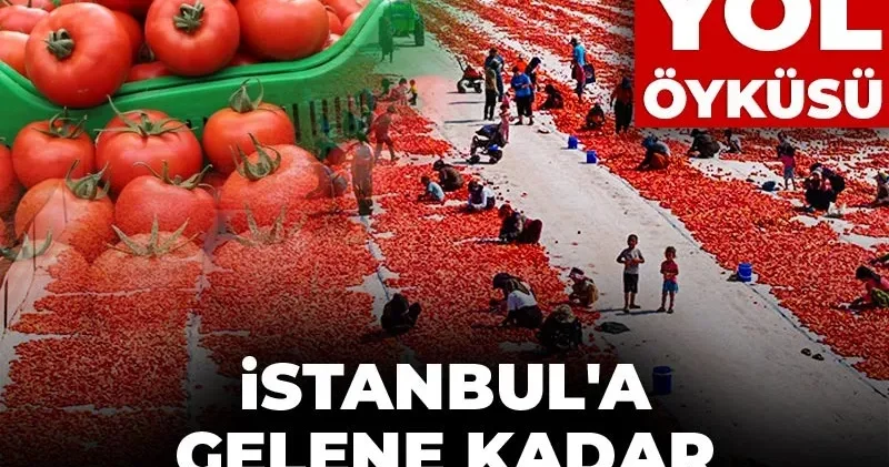 Domatesin yol öyküsü: İstanbul a gelene kadar başına neler geliyor?