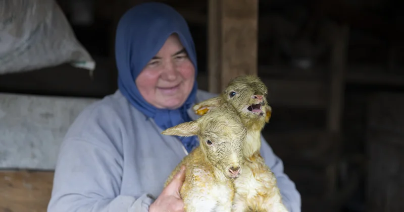 Bolu da dördüz yavrulayan koyun yetiştiricisini sevindirdi