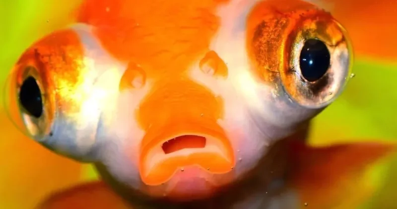 Yıllardır sır perdesi aralanamayan üçüncü göz, balıkların yön seçimini açıkladı