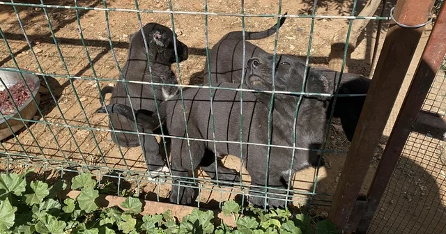 Yavru köpeklerin kulaklarını kesip satan üreticiye 327 bin TL para cezası Antalya Haberleri