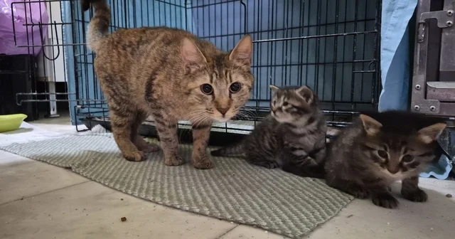 Hamile kedi sığındığı veteriner kliniğinde doğum yaptı Klinikte doğuran kedinin sevimli 4 yavrusuna yuva aranıyor Uzm. Veteriner Hekim Tuğçe Kara: Kliniğimizin önünde cama geldi, yardım ister gibiydi Eskişehir Haberleri