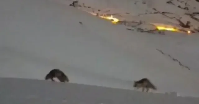 Tilkilerin manzara eşliğinde oyunu kamerada VİDEO İZLE