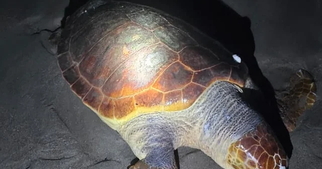 Antalya da sahilde dev caretta caretta ölü bulundu Antalya Haberleri