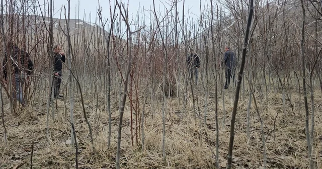 Tescilli Adilcevaz ceviz fidanı satışa sunuldu Bitlis Haberleri