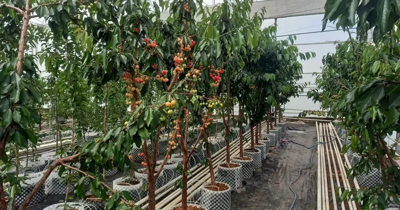 Dünyada başka örneği yok! Türkiye de imkansızı başardılar: İlk hasat yapıldı Sözcü Gazetesi