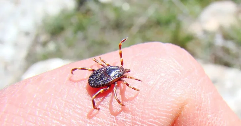 Nisan ayında bahçenize dikin çağrısı: Keneler bu kokudan nefret ediyor Sözcü Gazetesi