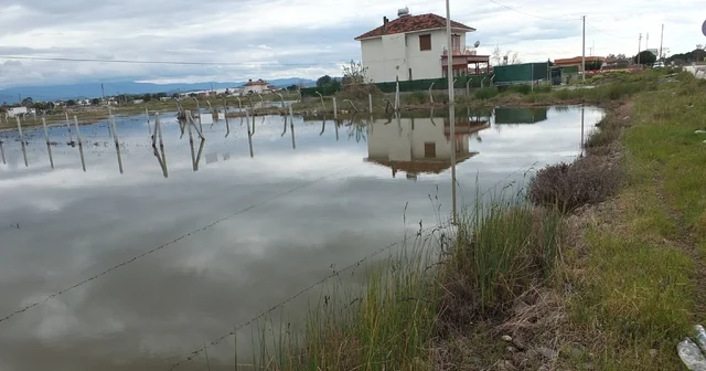 Balıkesir de nisan yağmurları zeytincileri sevindirdi Balıkesir Haberleri