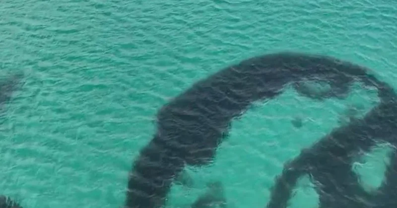 Deniz tabanındaki garip halkaların sırrı açığa çıktı Sözcü Gazetesi