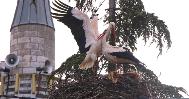 Leyleklere Saygılı köy: Bütün elektrik direkleri yuva oldu, leylekler için tedbir alındı Amasya Haberleri