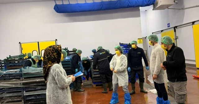 Bingöl de balık işleme tesisleri denetlendi Bingöl Haberleri