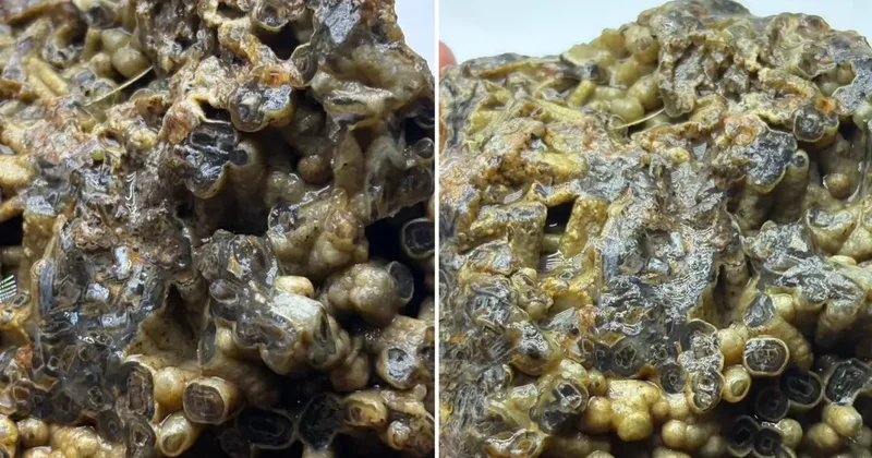 Türkiye de bulundu! Sahibi satışa çıkardı, işte istediği bedel