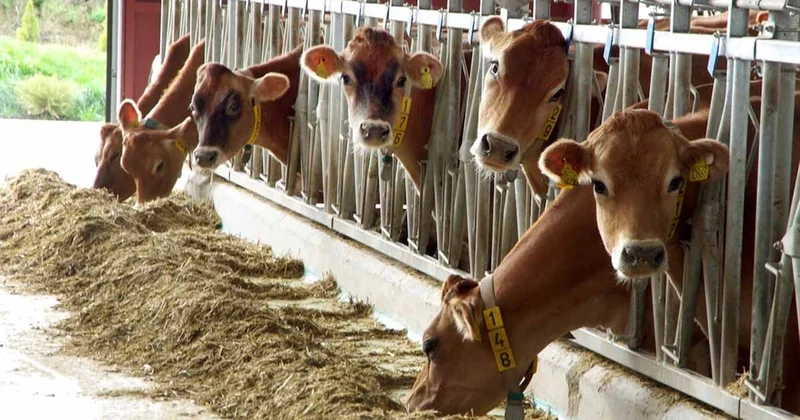 Dünyanın en büyük tam otomatik süt çiftliği kuruluyor Sözcü Gazetesi