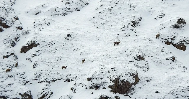 Dağ keçileri Munzur Dağlarına renk katıyor Erzincan Haberleri