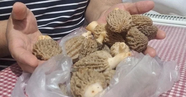 Doğanın Et lezzeti Kuzugöbeği sofralarda Manisa Haberleri