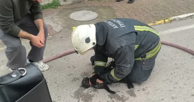 İtfaiye eri imdada yetişti: Dumandan bayılan kediyi kalp masajıyla kurtardı VİDEO İZLE
