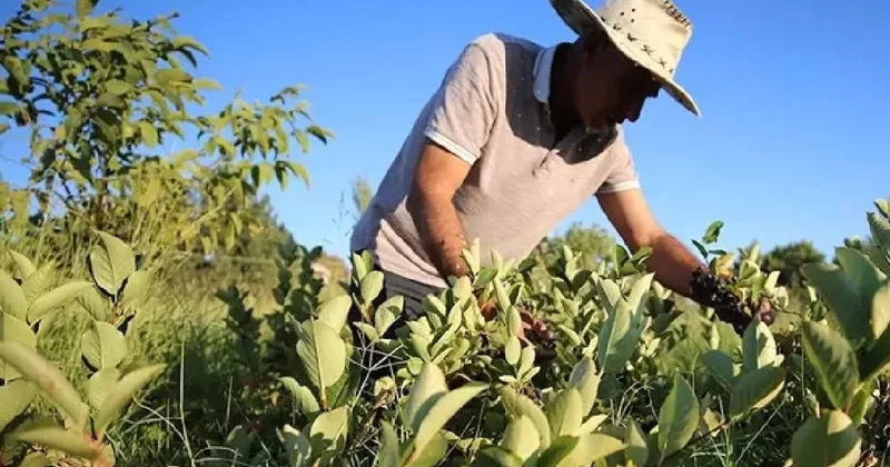 Her gün bir bardak içenlerin kalbi yenileniyor Sözcü Gazetesi