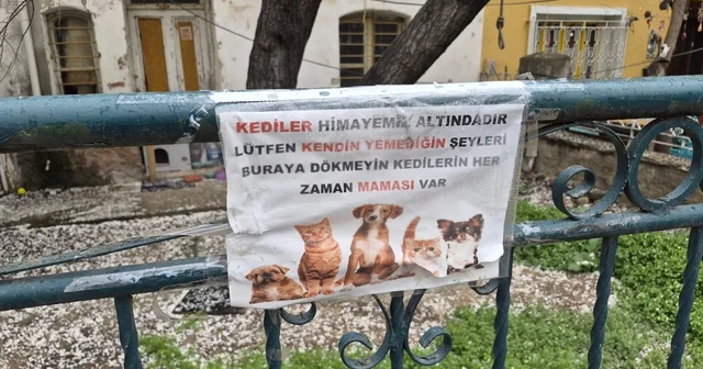 Hayvanseverlerin ilginç yazısı: Kediler himayemiz altındadır Eskişehir Haberleri