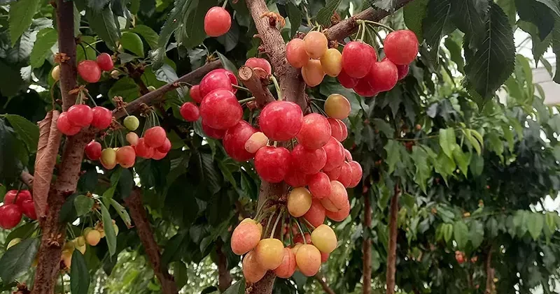 Jeotermal serada yetiştirilen kirazlarda ilk hasat yapıldı