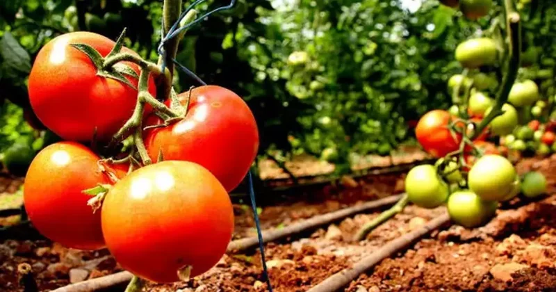 Tarlada bedava olan domatesin İstanbul a girişi 20 TL!