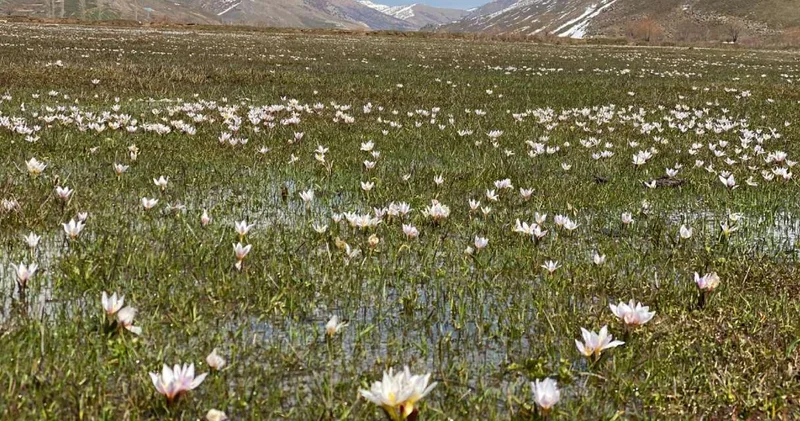 Kışın 1 metreyi aşan kar: Baharla yerini çiçeklere bıraktı