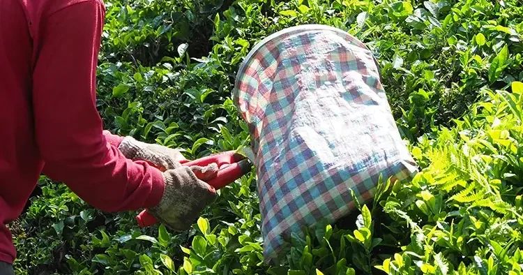 ÇAYKUR dan sözleşmeli personel kararı