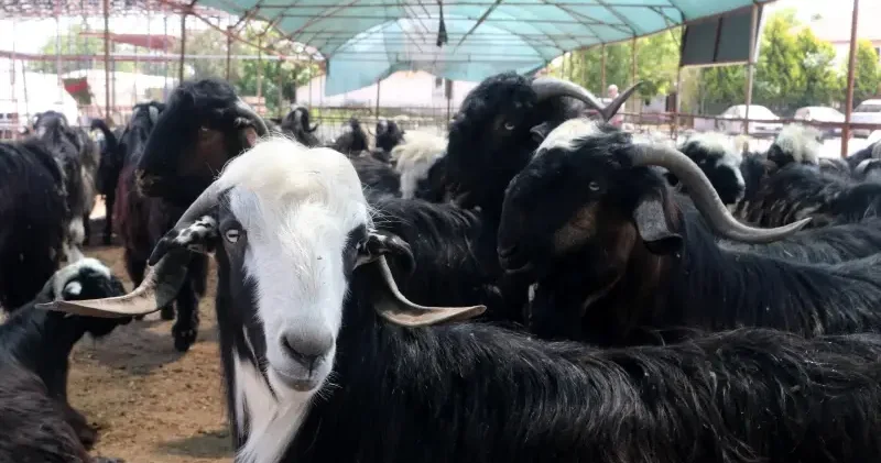 Kurban Bayramı için kritik takvim: Kurban Bayramı ne zaman, 9 gün tatil olur mu? 2026 Kurban Bayramı detayları Son Dakika Haberleri