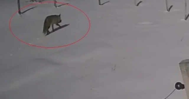 Bayburt ta vaşaktan sonra bu kez tilki tavşan avladı Bayburt Haberleri