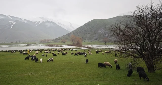 Bitlis te meralar yeşerdi, hayvanlar otlaklara çıktı Bitlis Haberleri