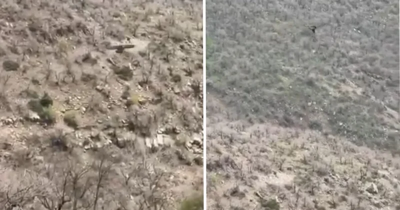 Şırnak ta kartalın domuz avı kamerada