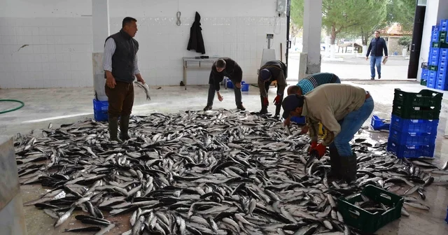 Muğla ihracatta Ege Bölgesi nde 4 üncü il Muğla Haberleri