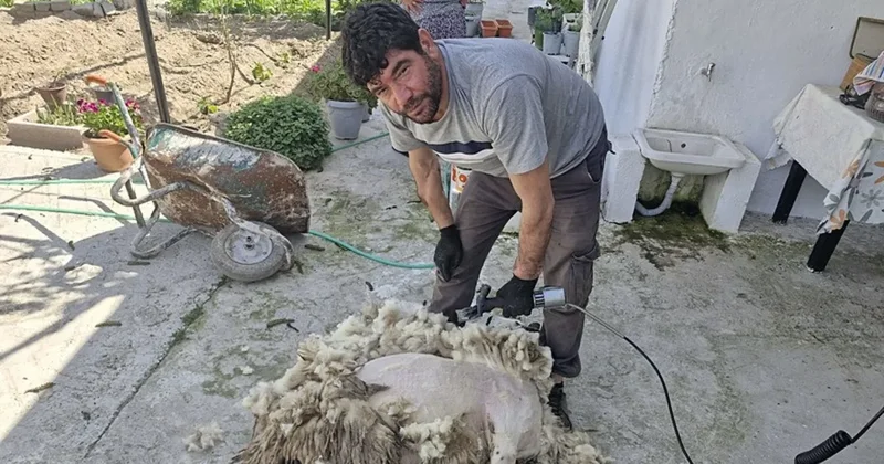 Nakil kollarıyla koyun kırkıyor