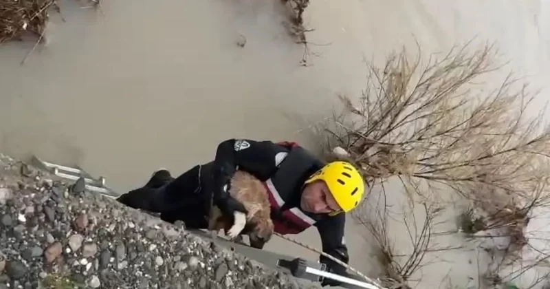 Batman Çayı’nda adacıkta mahsur kalan köpek kurtarıldı
