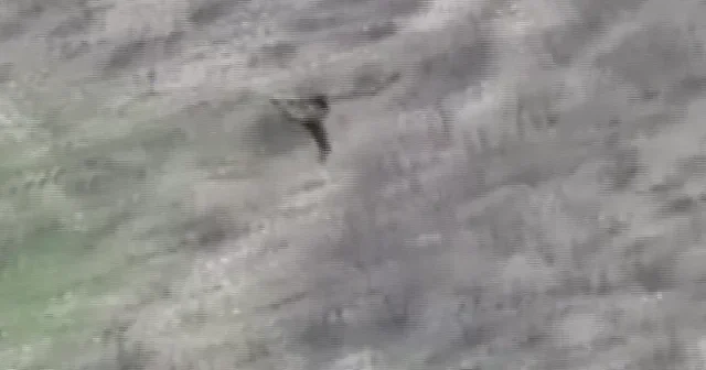 Şırnak’ta nefes kesen av kamerada: Kartal domuz yavrusunu avladı VİDEO İZLE