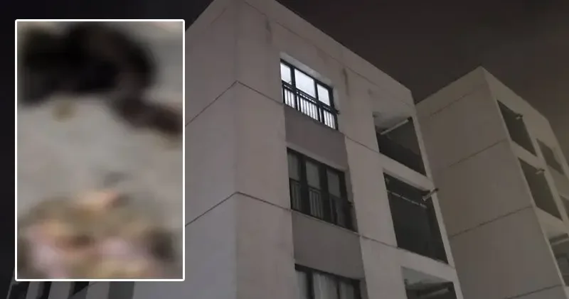 Başakşehir de sitede 4 yavru kedi parçalanarak öldürüldü iddiası