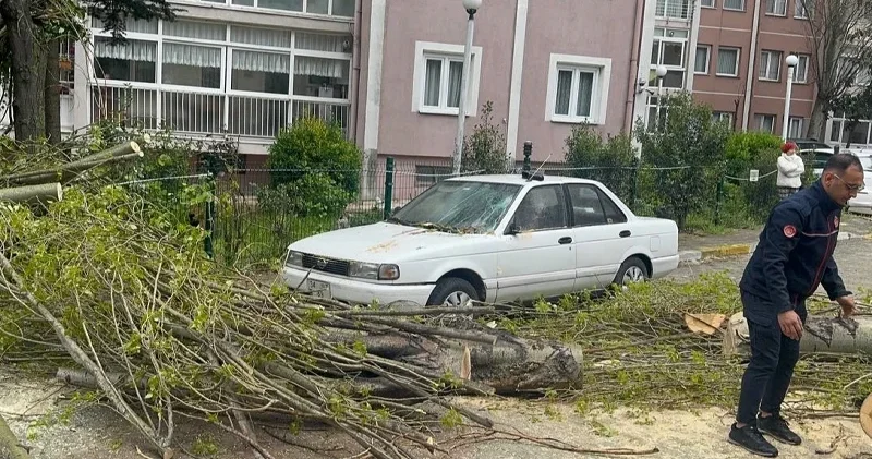 Beylikdüzü nde şiddetli rüzgar nedeniyle ağaç devrildi İstanbul Haberleri