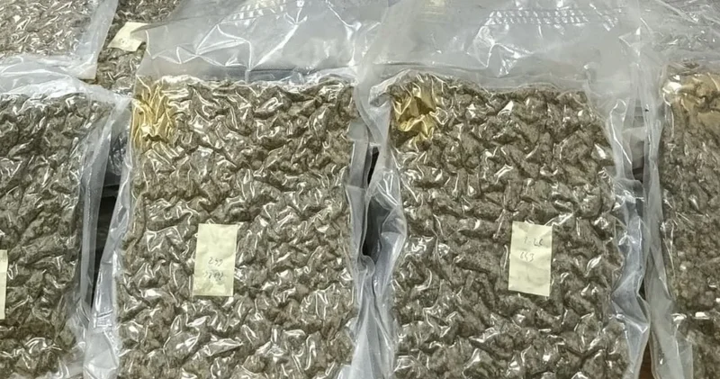 Karasu da kumsala uyuşturucu vurdu