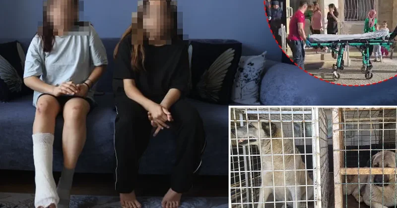 Hatay’da korkunç olay! Köpeklerin saldırdığı 2 kız kardeş kabusu yaşadı: Kardeşimi kurtarmak için köpeklerin arasına daldım