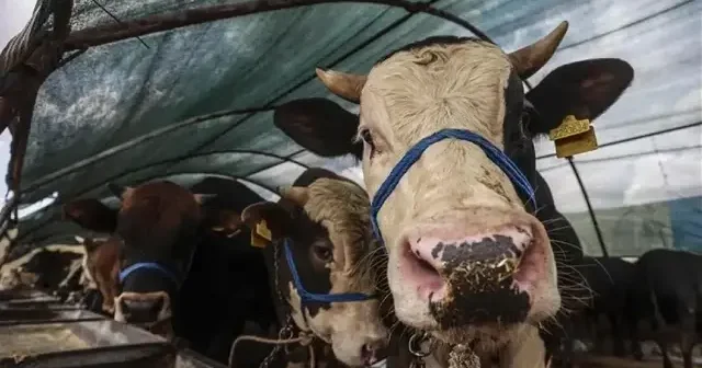 Kurban Bayramı tatili kaç gün olacak 9 gün mü? Kurban Bayramı ayın kaçında? Son Dakika Haberleri